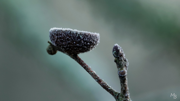 Marian Buurman - 26-1-20 eikelhoedje met rijp. - 26-1-20;januari;rijp;winter;paleispark